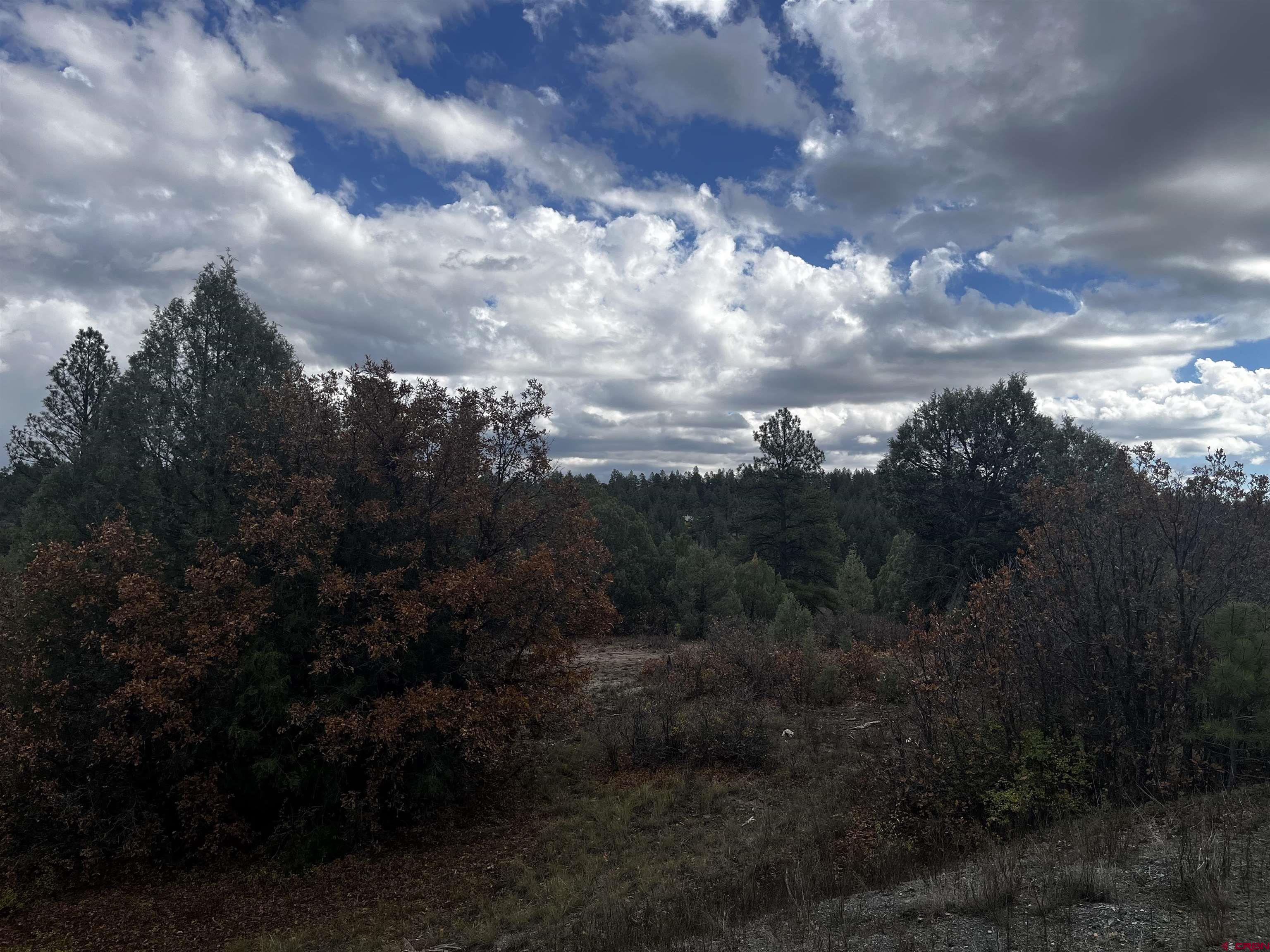 1146 Harvard Avenue Pagosa Springs, CO 81147 - Photo 4 of 26 a view of a bunch of trees in background
