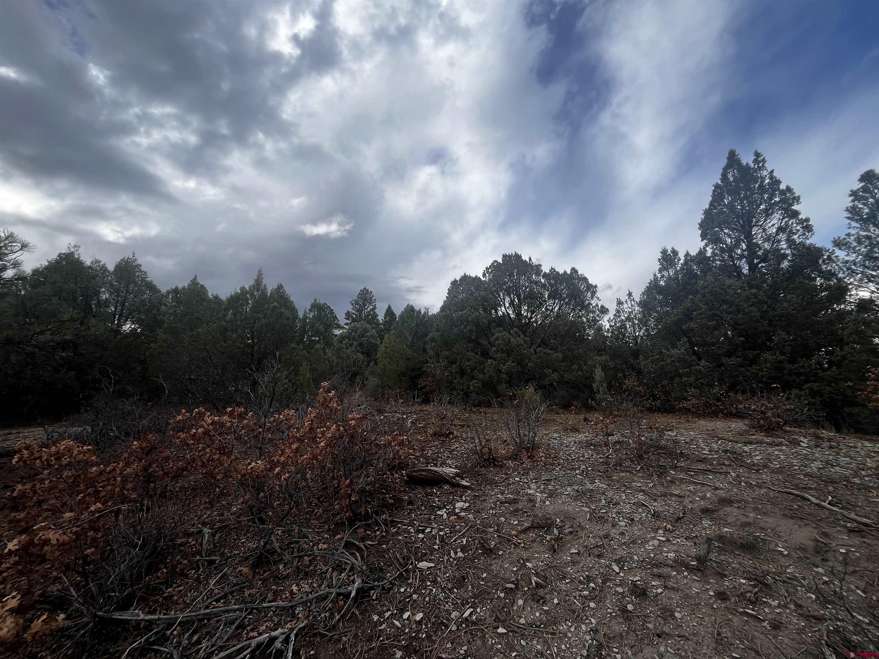 1146 Harvard Avenue Pagosa Springs, CO 81147 - Photo 5 of 26 a view of a covered with trees