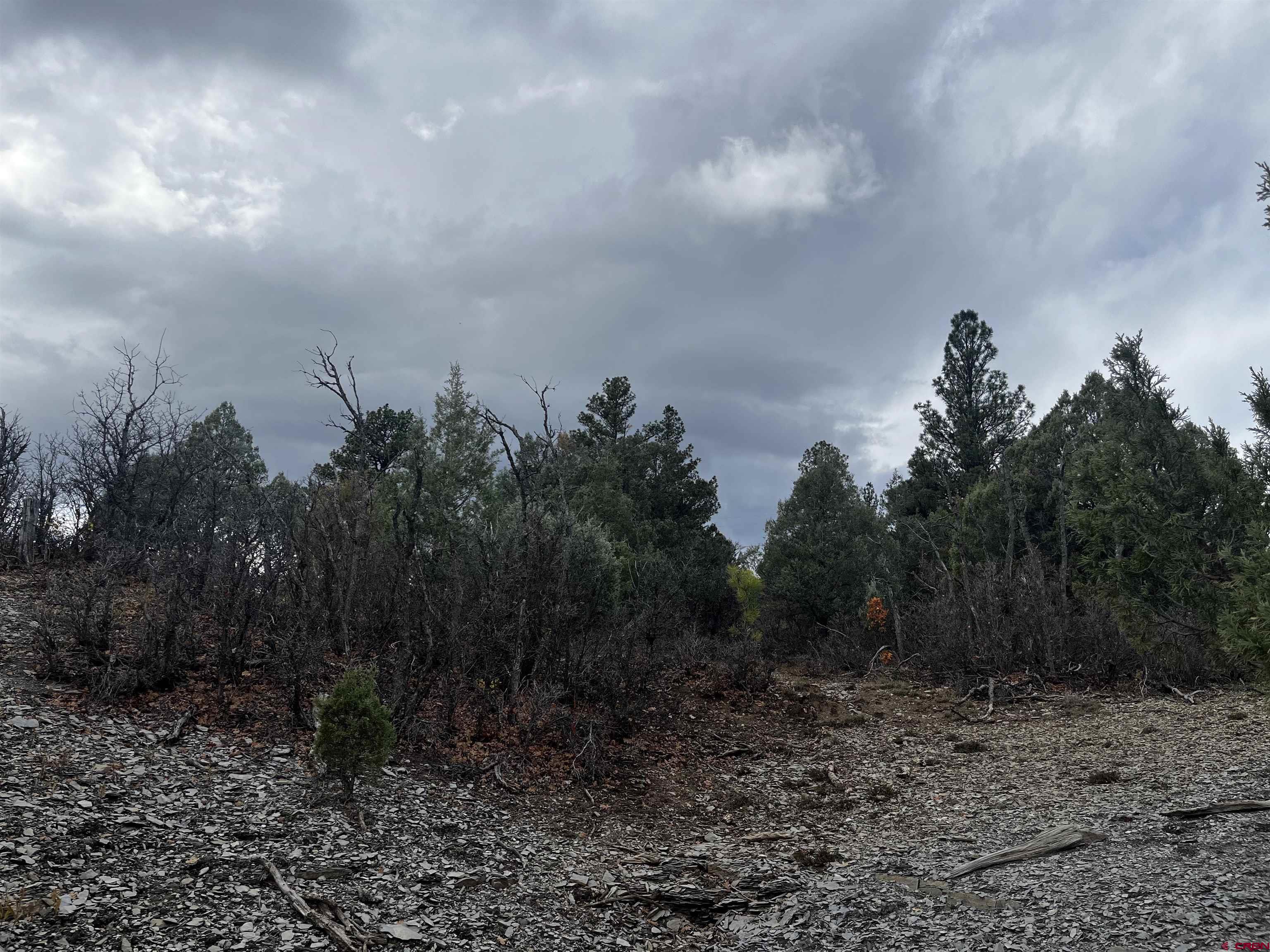 1146 Harvard Avenue Pagosa Springs, CO 81147 - Photo 7 of 26 a view of a yard