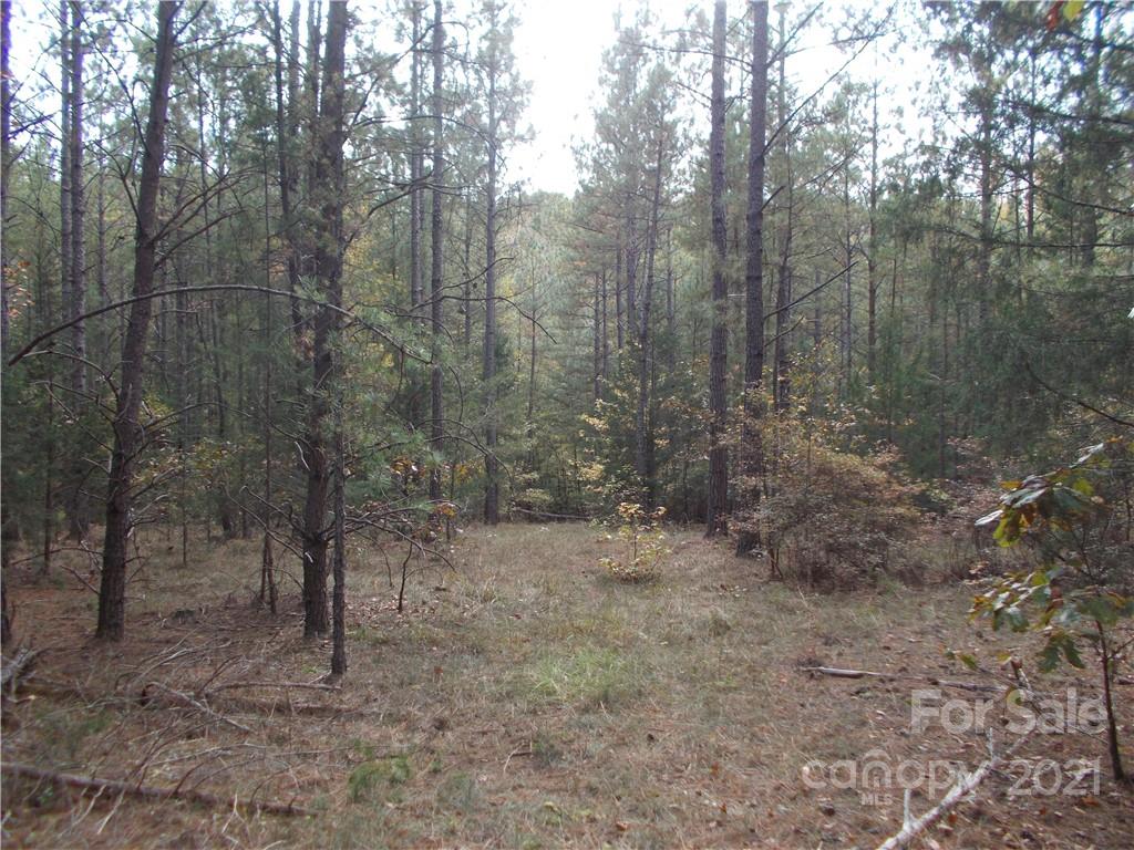 5955 Woods Ferry Road Carlisle, SC 29031 - Photo 2 of 16 a view of a forest with trees in the background