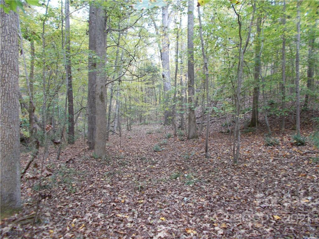 5955 Woods Ferry Road Carlisle, SC 29031 - Photo 11 of 16 a view of a forest that has large trees