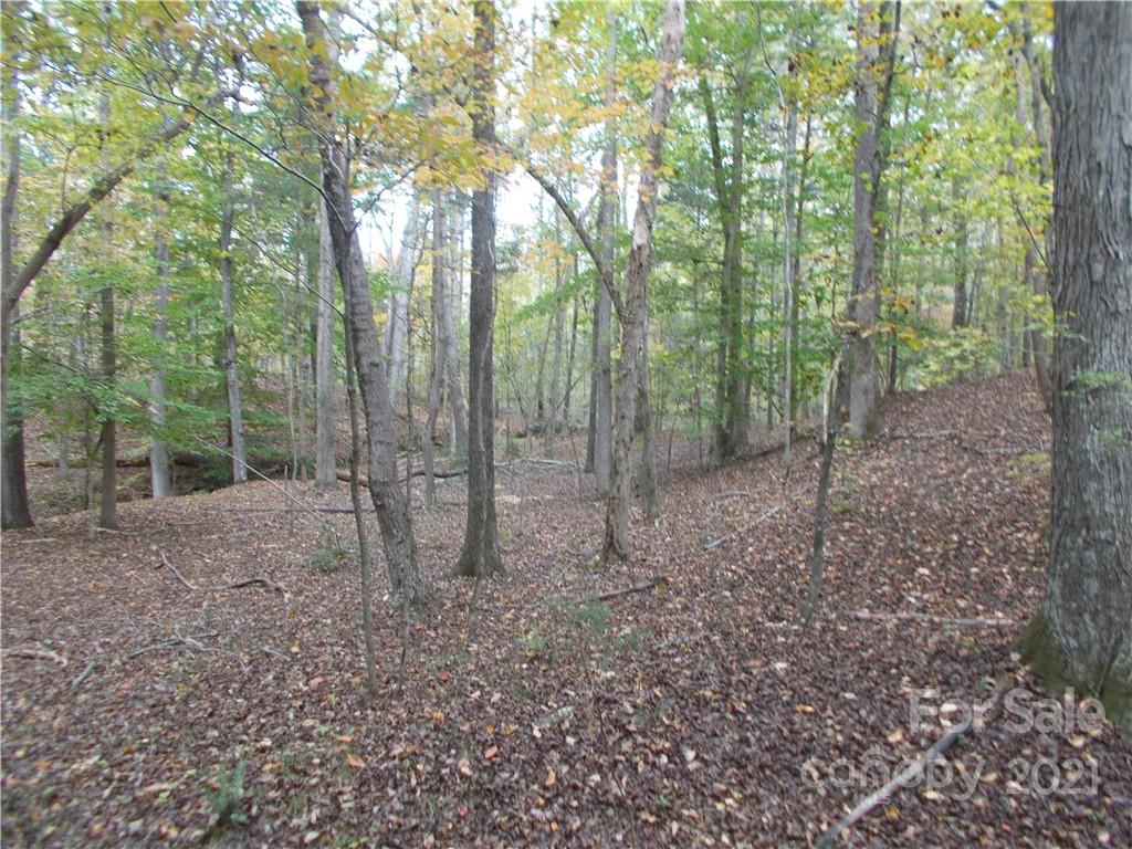 5955 Woods Ferry Road Carlisle, SC 29031 - Photo 12 of 16 a view of a forest with trees