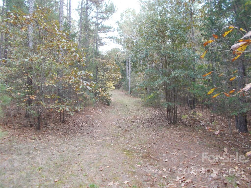 5955 Woods Ferry Road Carlisle, SC 29031 - Photo 13 of 16 a view of a forest with trees in the background