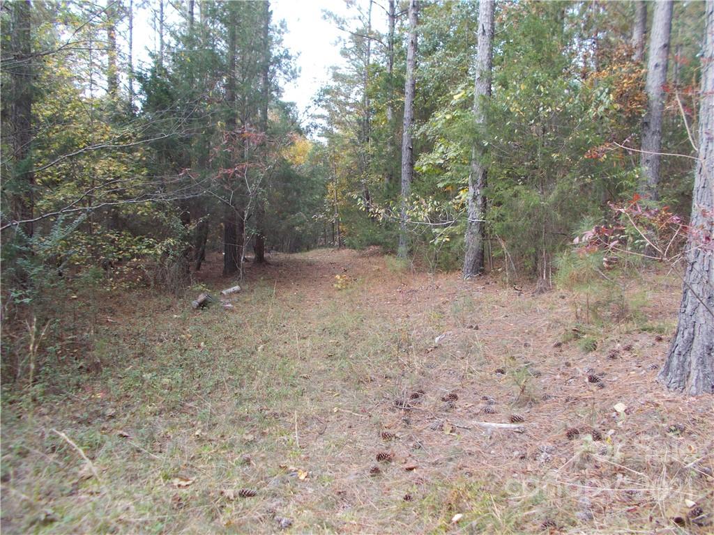 5955 Woods Ferry Road Carlisle, SC 29031 - Photo 14 of 16 a view of a forest with trees in the background