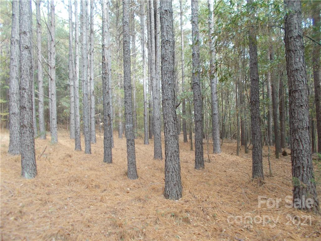 5955 Woods Ferry Road Carlisle, SC 29031 - Photo 15 of 16 a view of backyard with trees