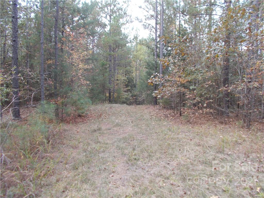 5955 Woods Ferry Road Carlisle, SC 29031 - Photo 7 of 16 a view of a forest with trees in the background