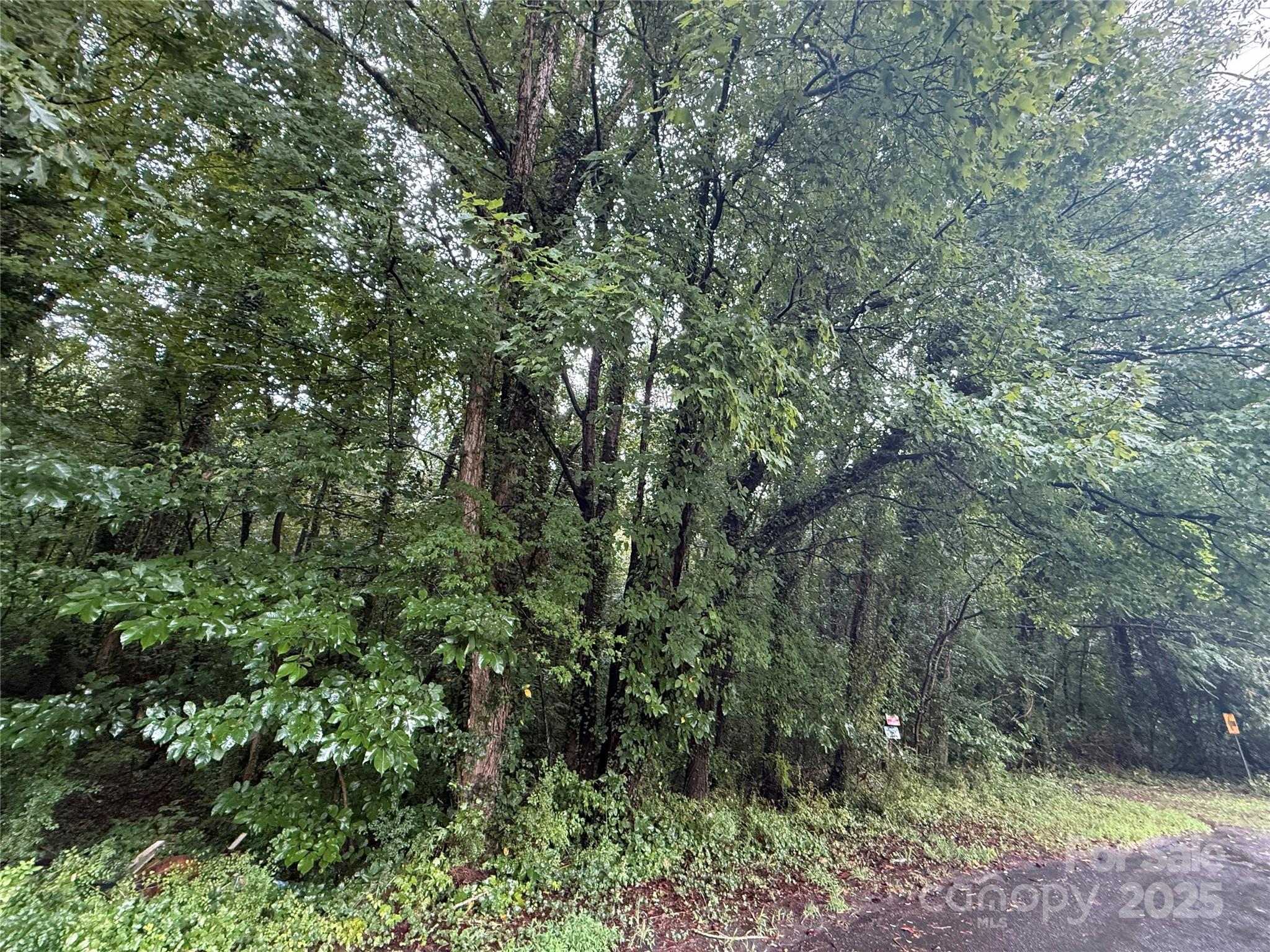 a view of a forest with a tree