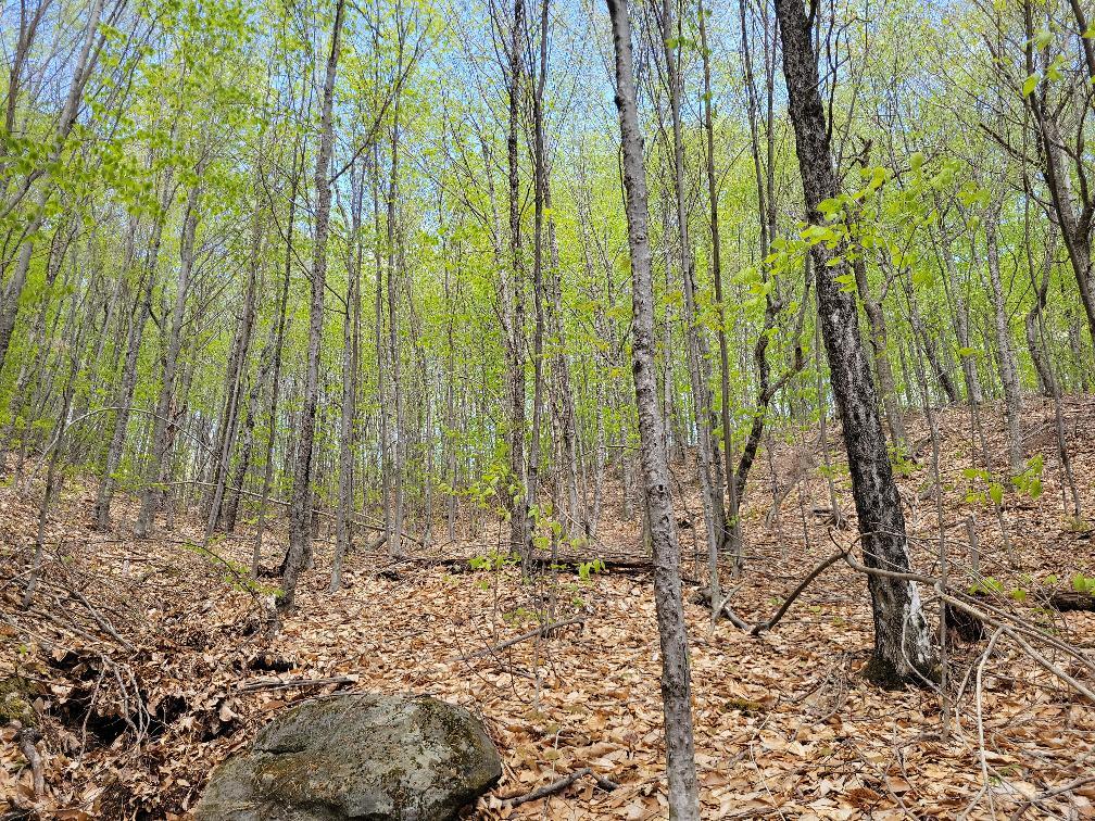 Lot 11 Swift River Road Byron, ME 04275 - Photo 52 of 72 photo_cef01e76-2639-43f3-8865-1a8cc7939f