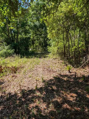 a view of a yard with plants and trees