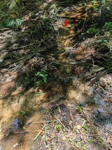 a view of a tree in a forest