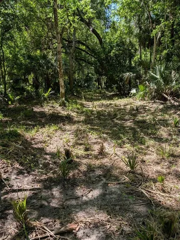 a view of a yard with plants and trees