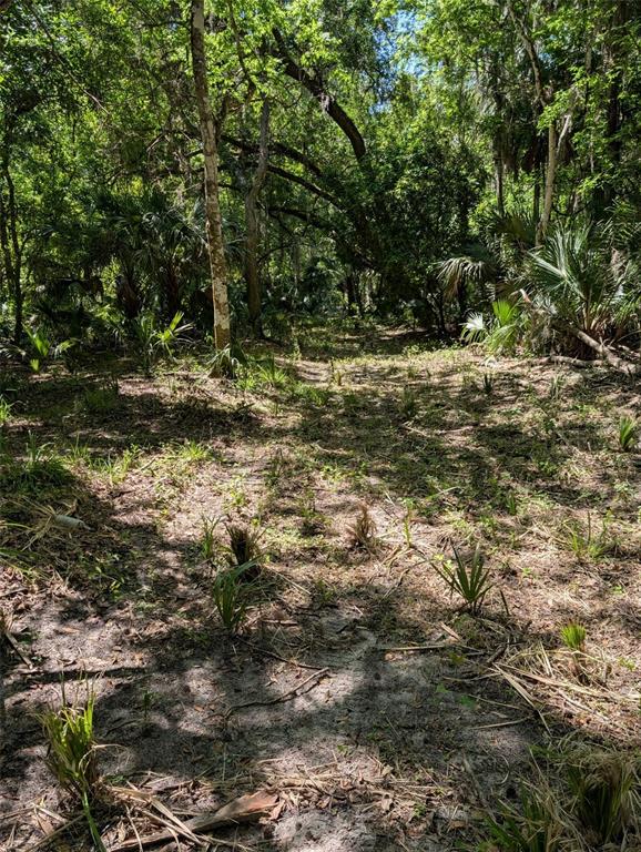 0 Northwest 202nd Place Citra, FL 32113 - Photo 3 of 5