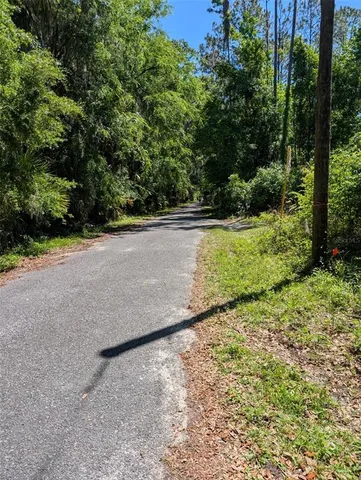 a view of a yard with plants and large trees