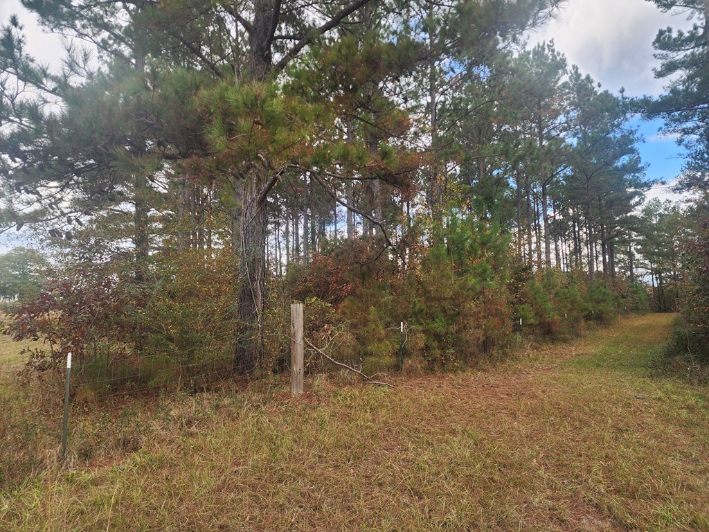 13962 Highway 95 Abbeville, AL 36310 - Photo 9 of 27