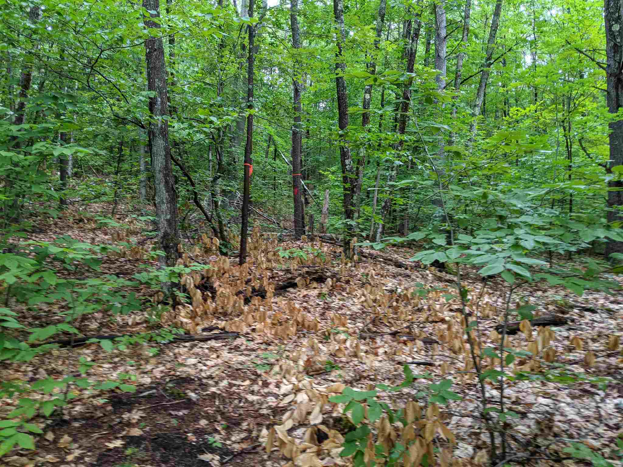 29- Meaderboro Road Alton, NH 03809 - Photo 20 of 21