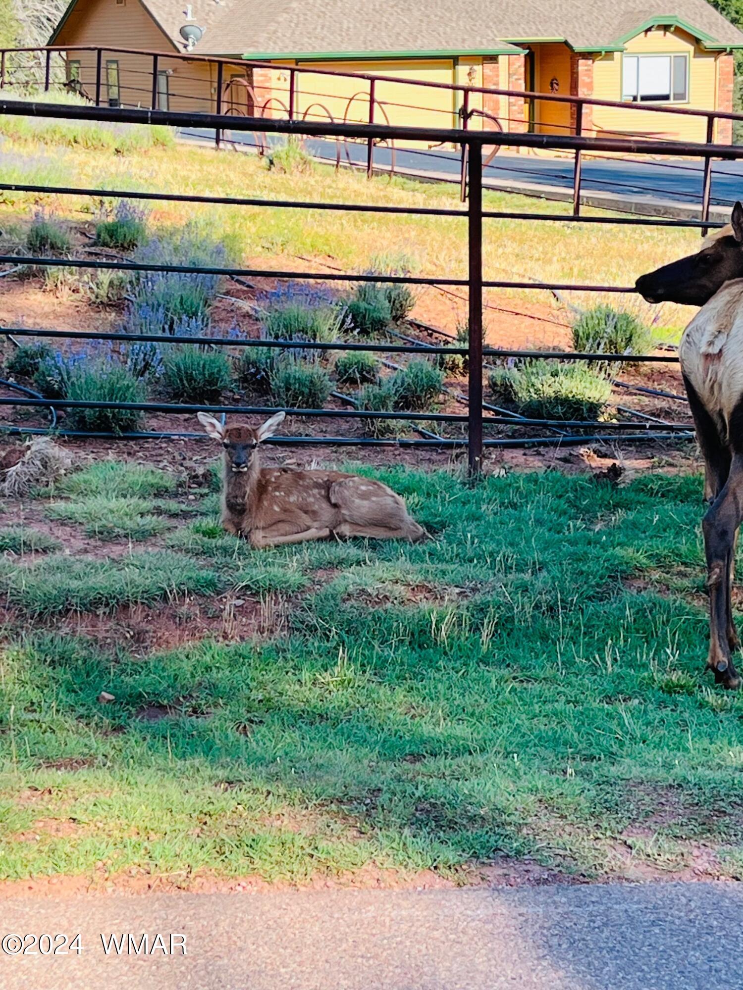 5901 Summit Ridge Drive Pine, AZ 85544 - Photo 24 of 25 IMG_3379