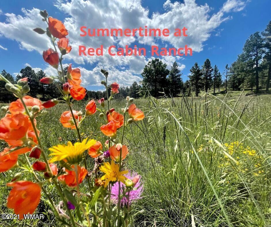 Lot 20 Red Cabin Ranch Vernon, AZ 85940 - Photo 6 of 14
