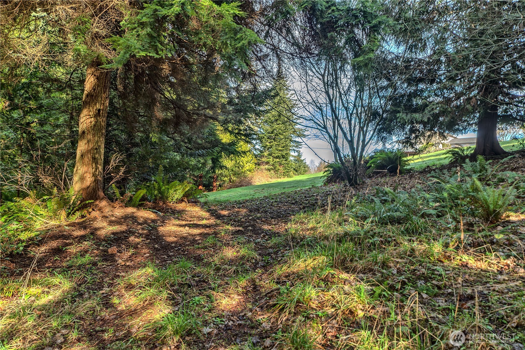 0 Olympic Ridge Drive Port Ludlow, WA 98365 - Photo 13 of 20 a view of a yard with plants and large trees