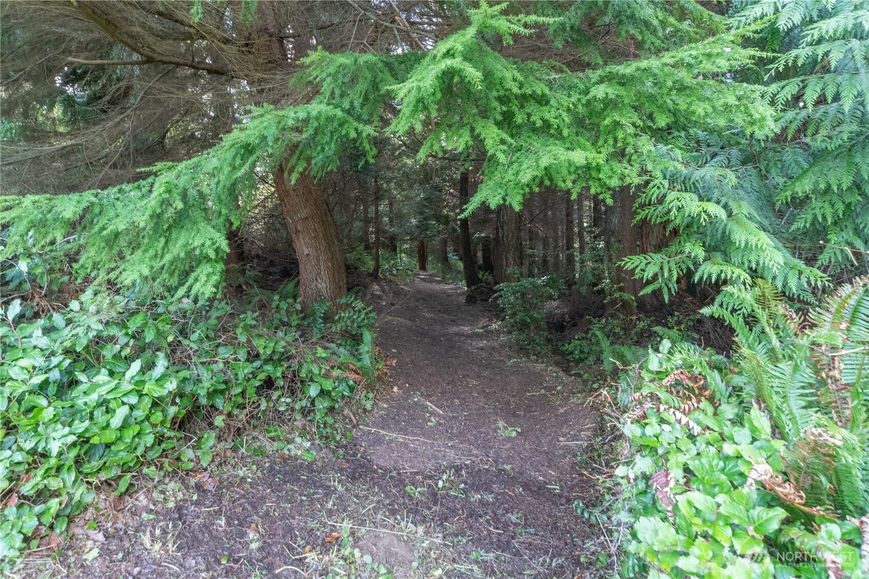 0 Olympic Ridge Drive Port Ludlow, WA 98365 - Photo 14 of 20 a view of a yard with plants and a large tree