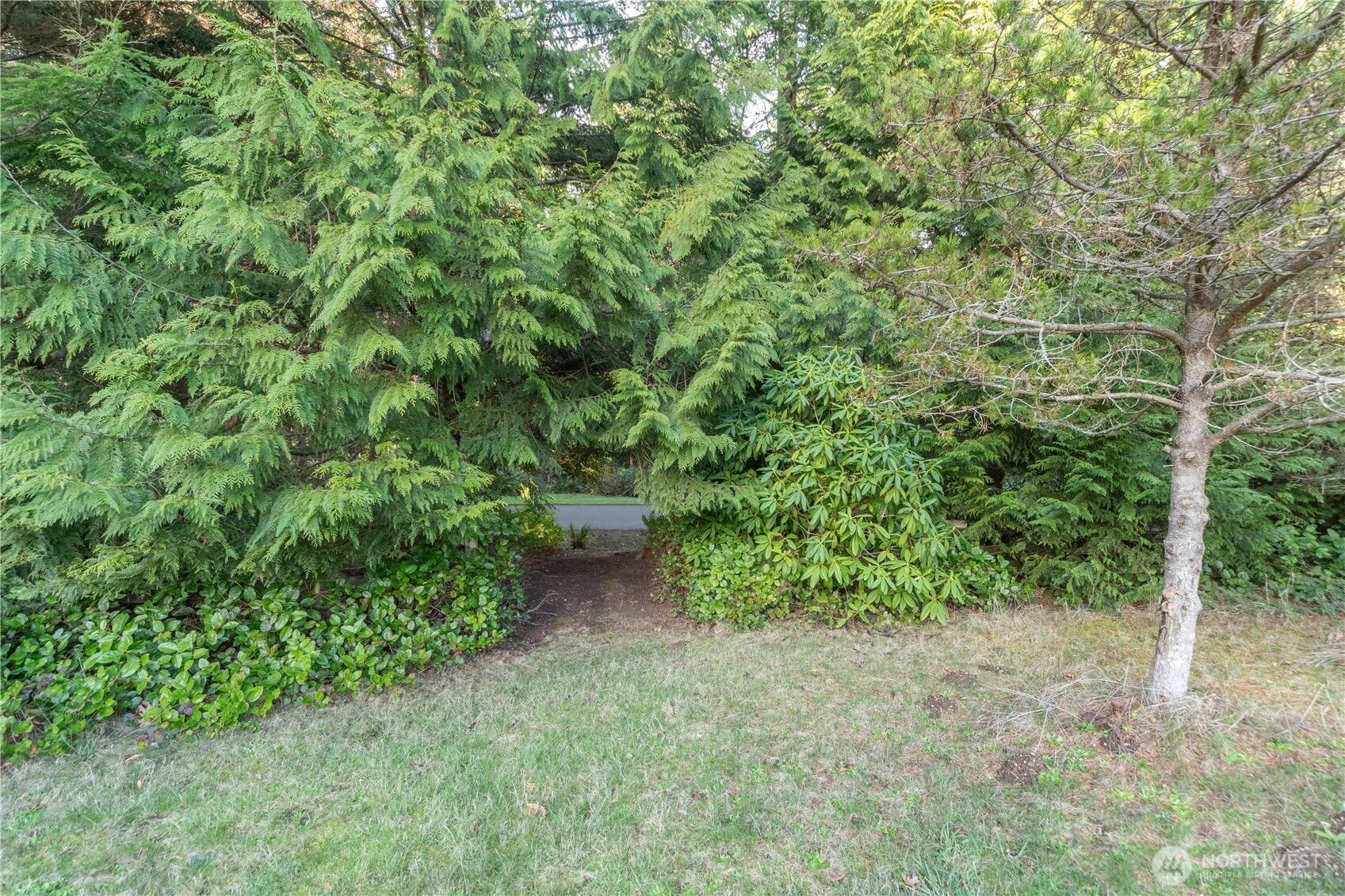 0 Olympic Ridge Drive Port Ludlow, WA 98365 - Photo 19 of 20 a view of a yard with a tree