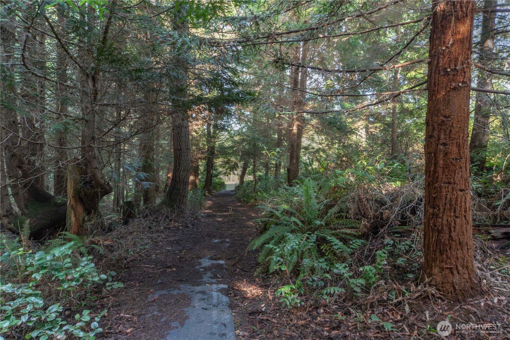 0 Olympic Ridge Drive Port Ludlow, WA 98365 - Photo 8 of 20 a view of a forest with trees