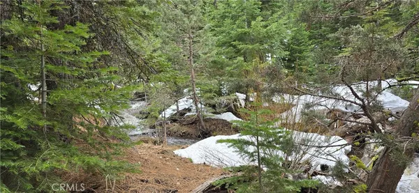 a view of a tree in a yard