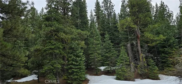 a view of a forest with a tree