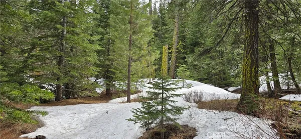 a view of a yard with plants and tree