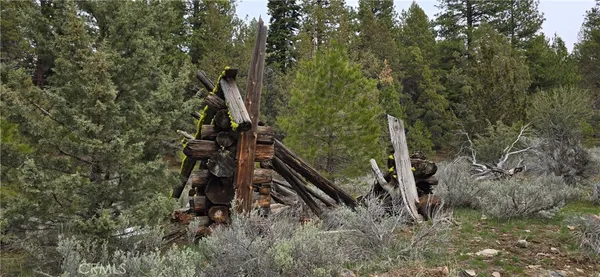 a view of a forest with a tree