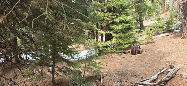 a view of a tree in a yard