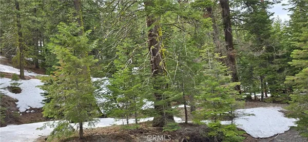 a view of a yard with plants and trees