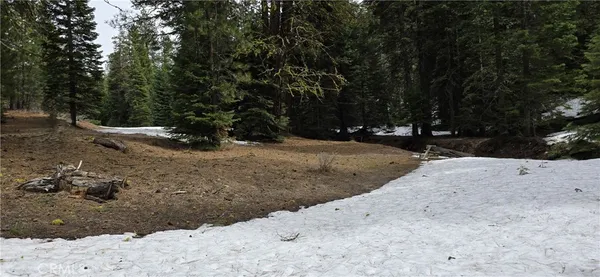 a view of road and trees