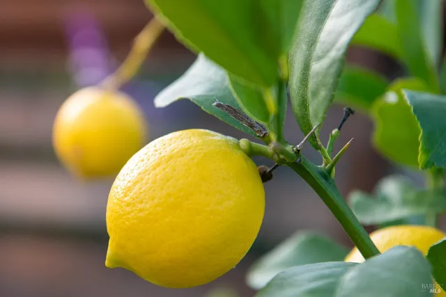 $3,499,000 | 22 Cedar Avenue, Kentfield, CA 94904