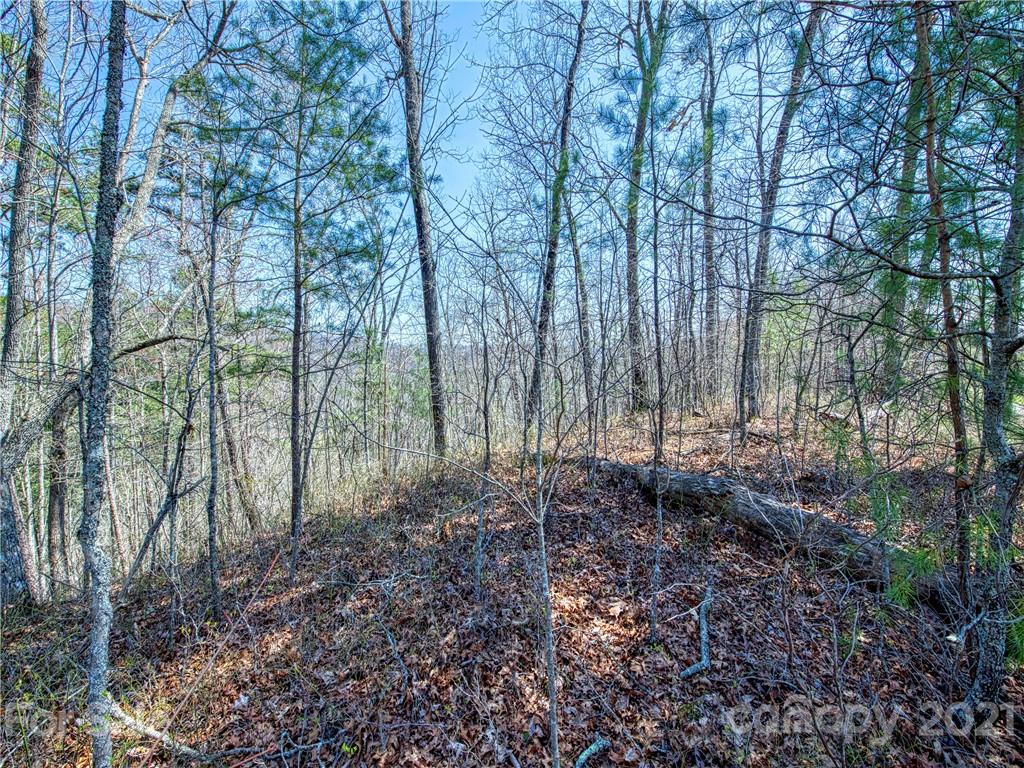 0 Ridge Top Drive Bryson City, NC 28713 - Photo 15 of 20 a view of a forest with large trees