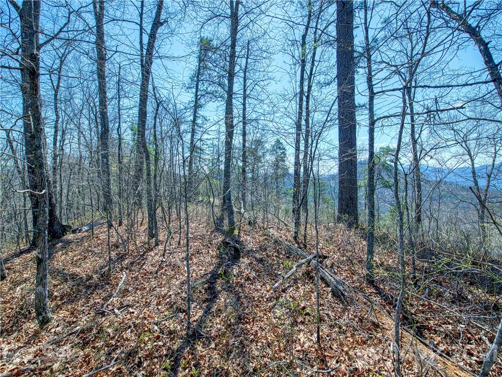 0 Ridge Top Drive Bryson City, NC 28713 - Photo 16 of 20 a view of a forest with lots of trees