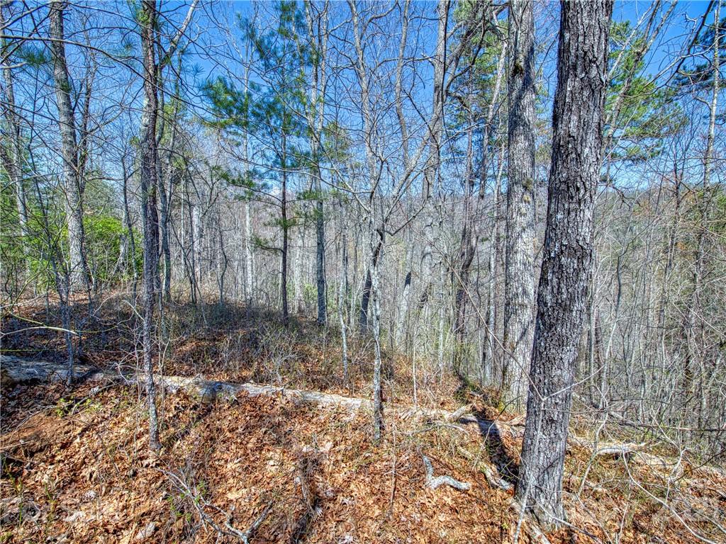 0 Ridge Top Drive Bryson City, NC 28713 - Photo 18 of 20 a view of a forest filled with trees