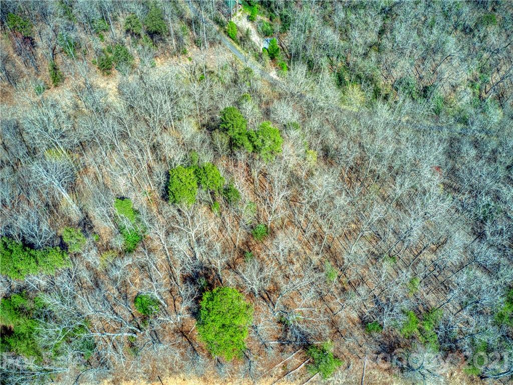 0 Ridge Top Drive Bryson City, NC 28713 - Photo 4 of 20 a view of a forest with a tree