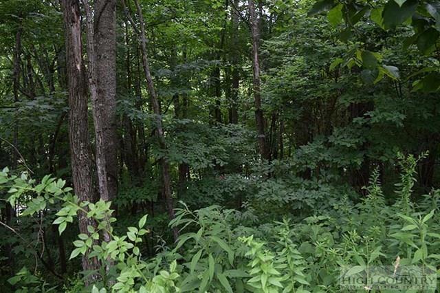 Lot 2 George Wilson Road Boone, NC 28607 - Photo 8 of 12 Gallery Image 8