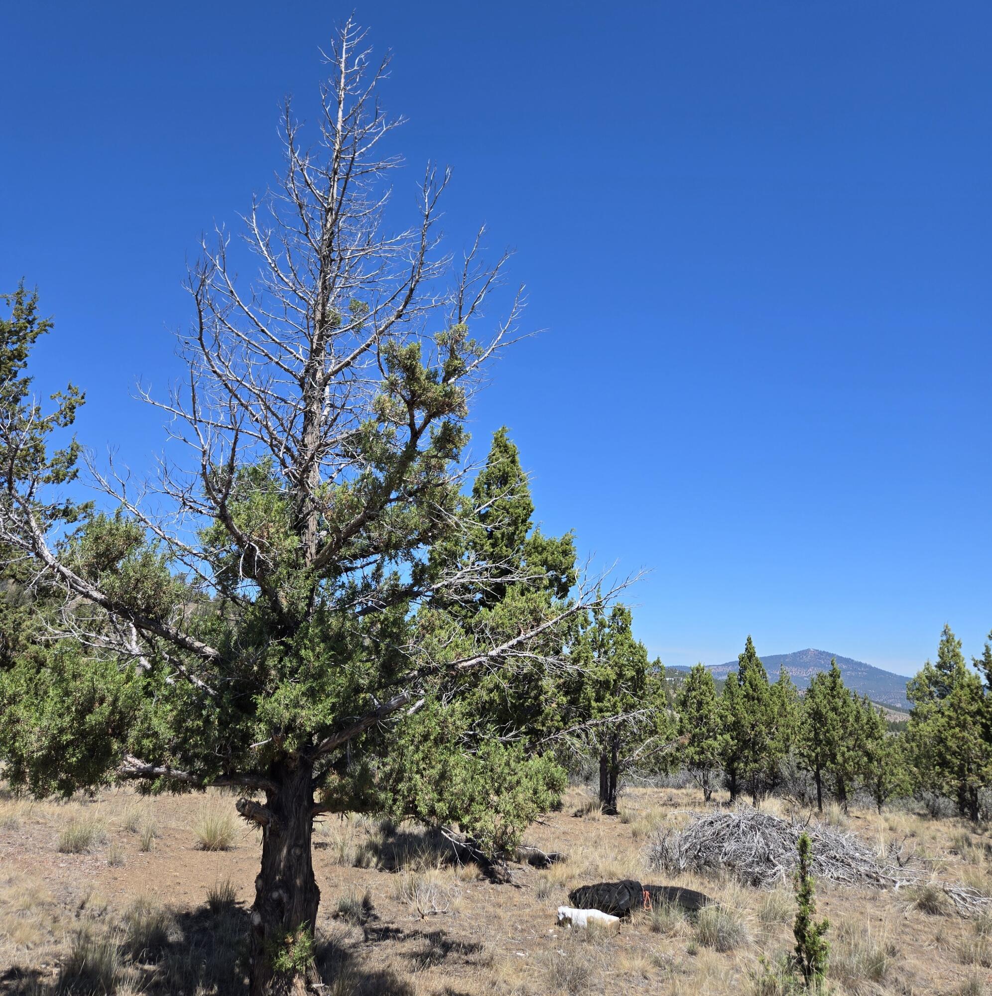 20102 Osprey Road, Unit 800 Prineville, OR 97754 - Photo 13 of 20 20250712_120034