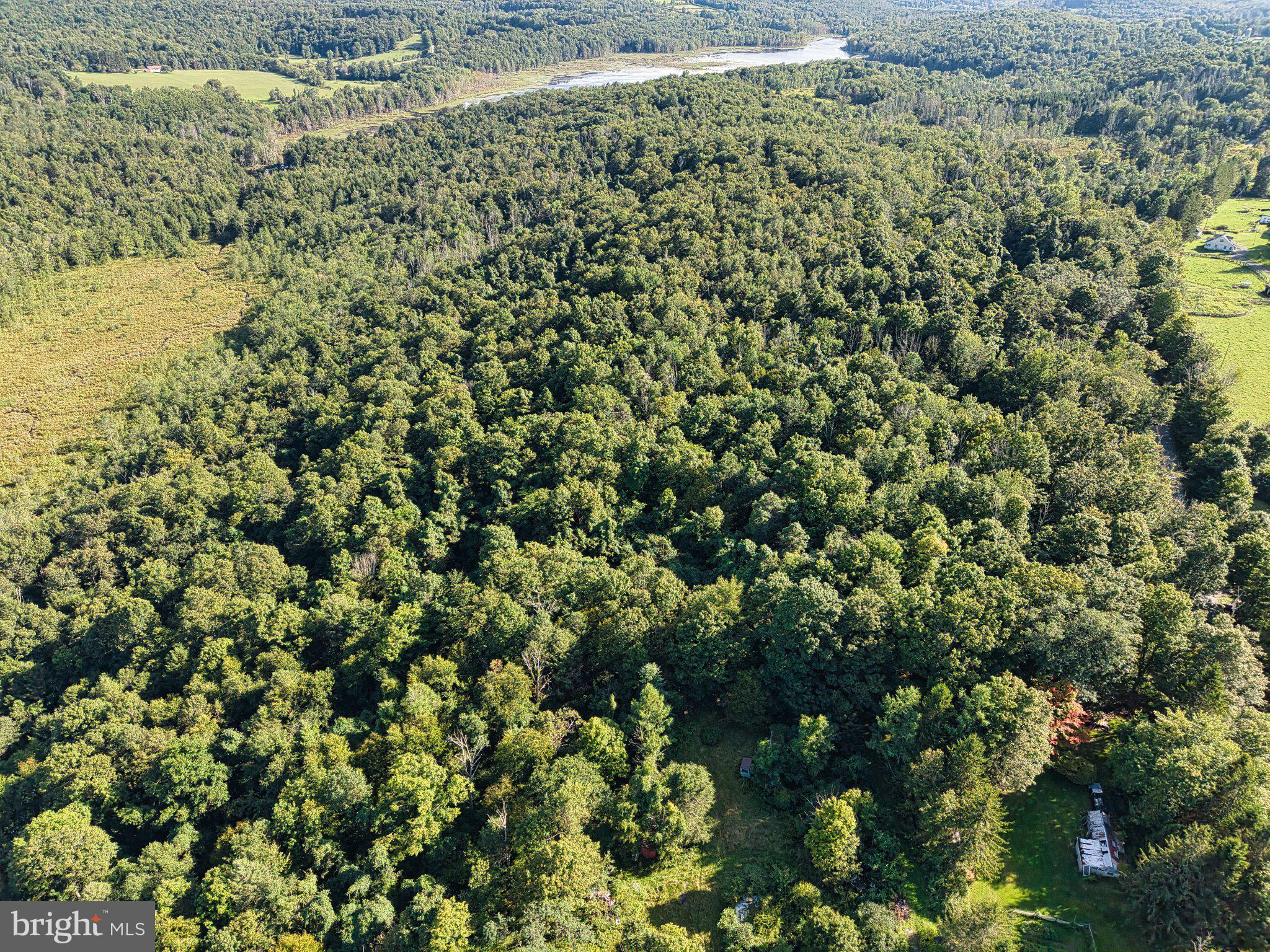 Lush green forest meets tranquil river.