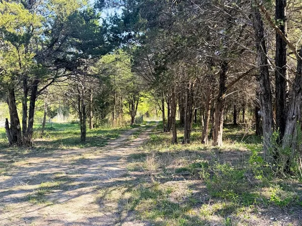 a view of a yard with plants and trees