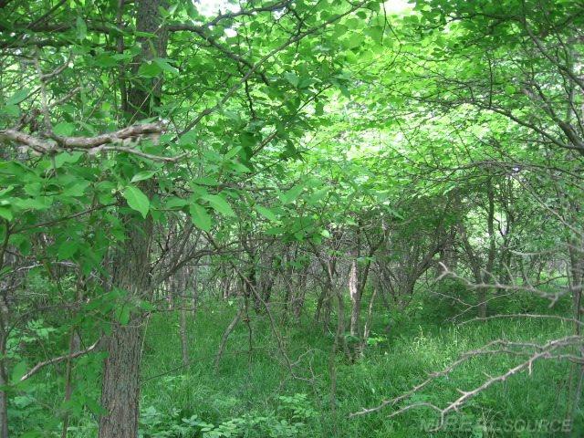 5687 Walker Road Applegate, MI 48401 - Photo 22 of 28 31246366-22.JPG