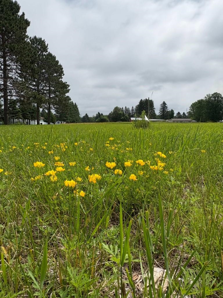 Xxxx Wrenshall Street Wrenshall, MN 55797 - Photo 2 of 5 View of local wilderness