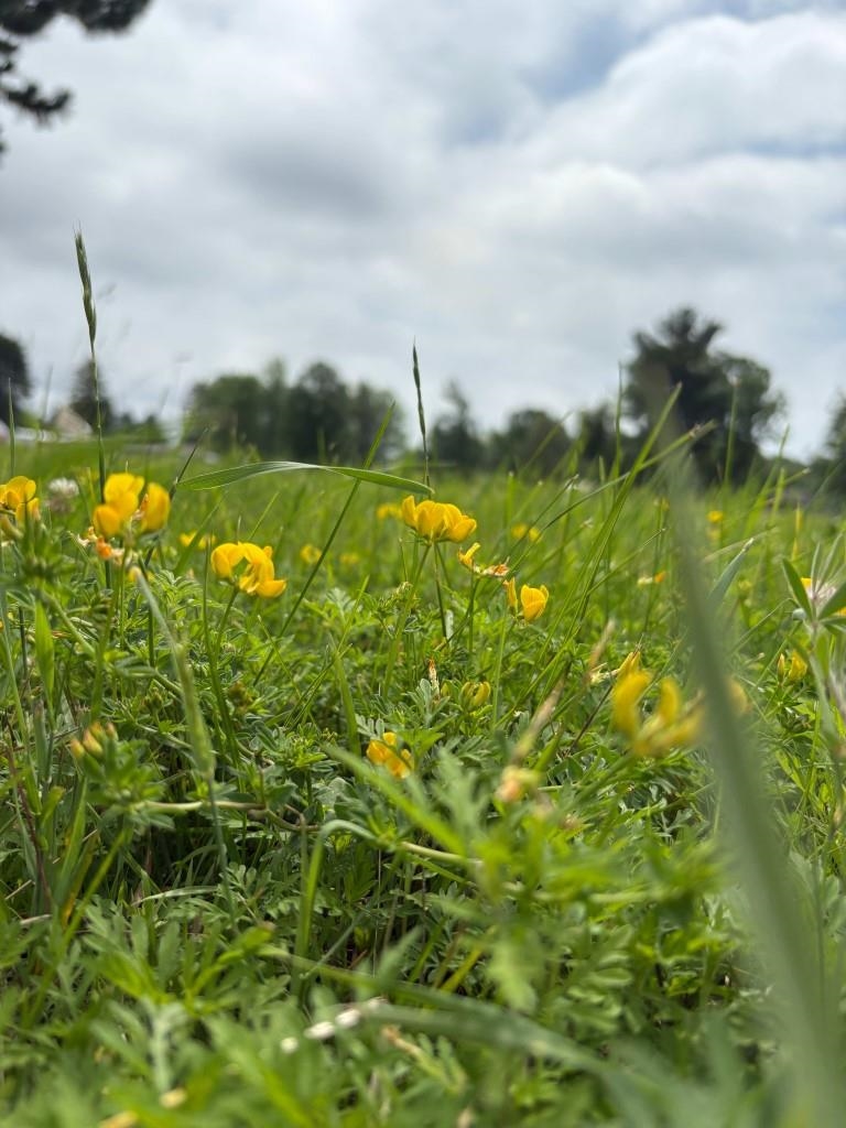 Xxxx Wrenshall Street Wrenshall, MN 55797 - Photo 3 of 5 Exterior view