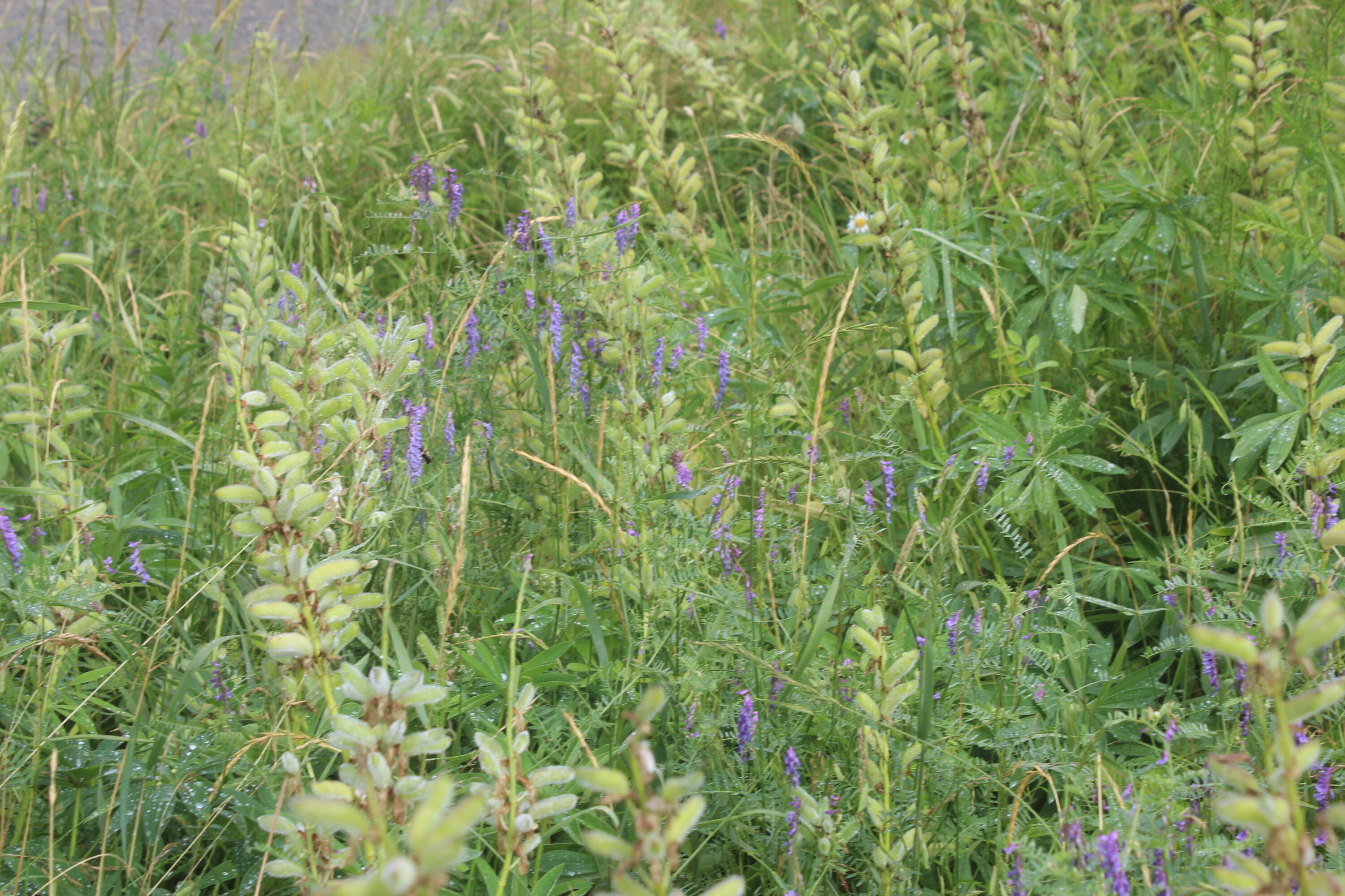 228 Wilcox Road Lubec, ME 04652 - Photo 37 of 38 IMG_4262