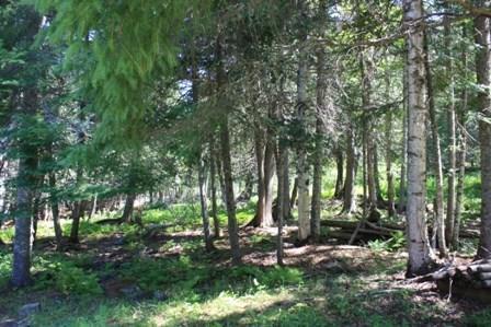 92-2 Mitigwa Road Rangeley, ME 04970 - Photo 2 of 18 Woods