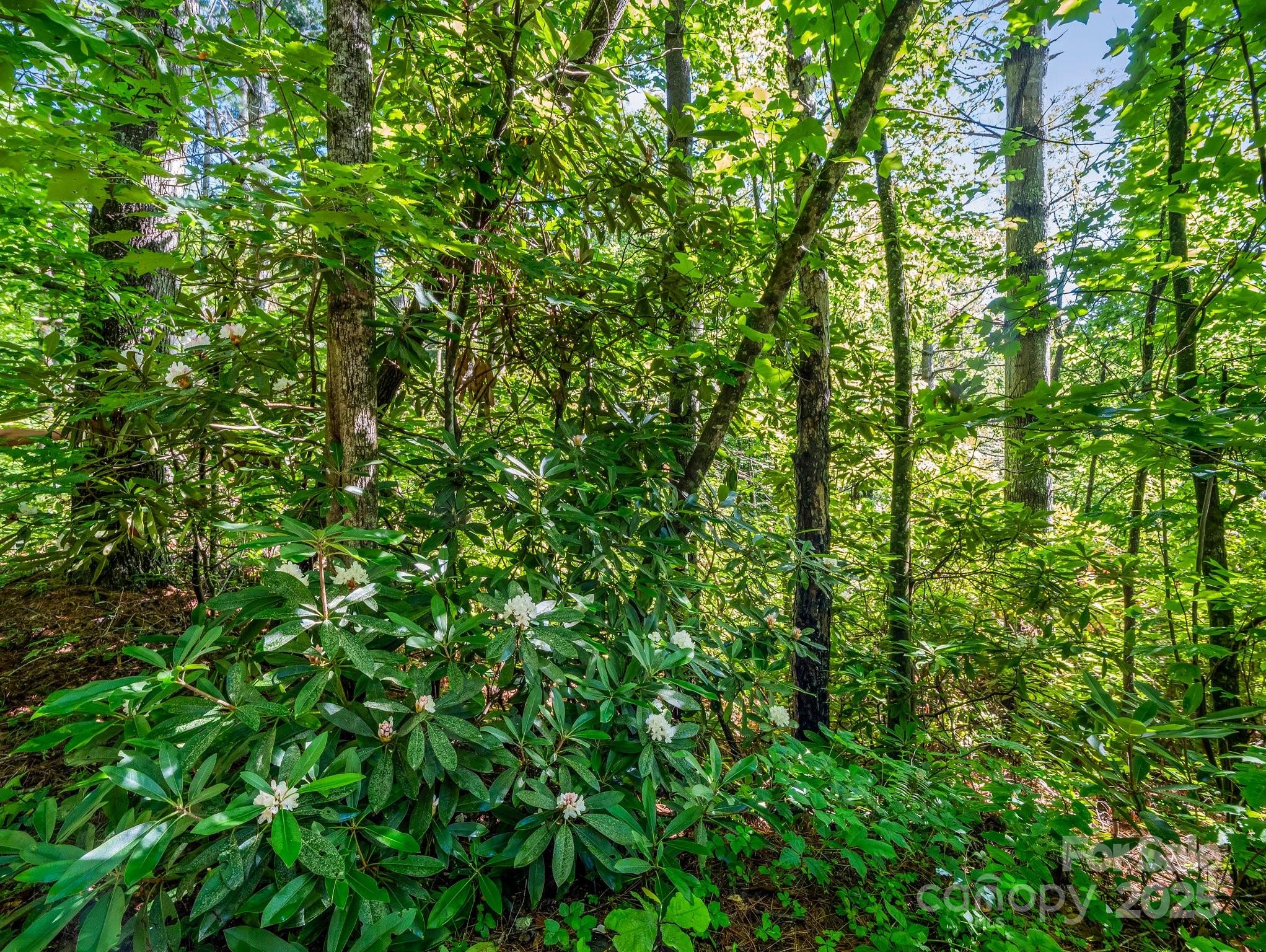 Tbd Climbing Road Hendersonville, NC 28792 - Photo 3 of 30