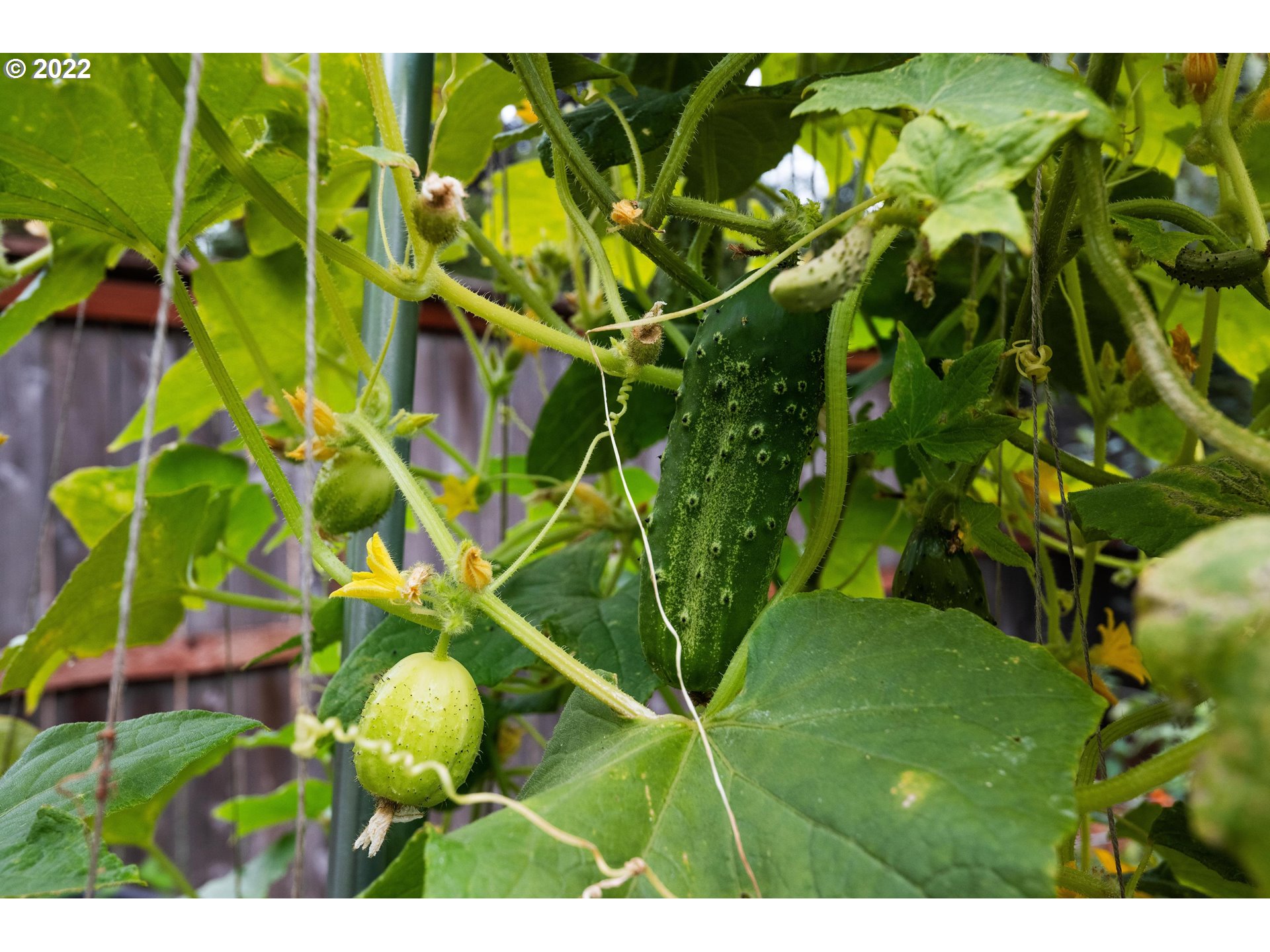 12855 Southwest Douglas Street Portland, OR 97225 - Photo 31 of 32 a backyard of a house with lots of green space