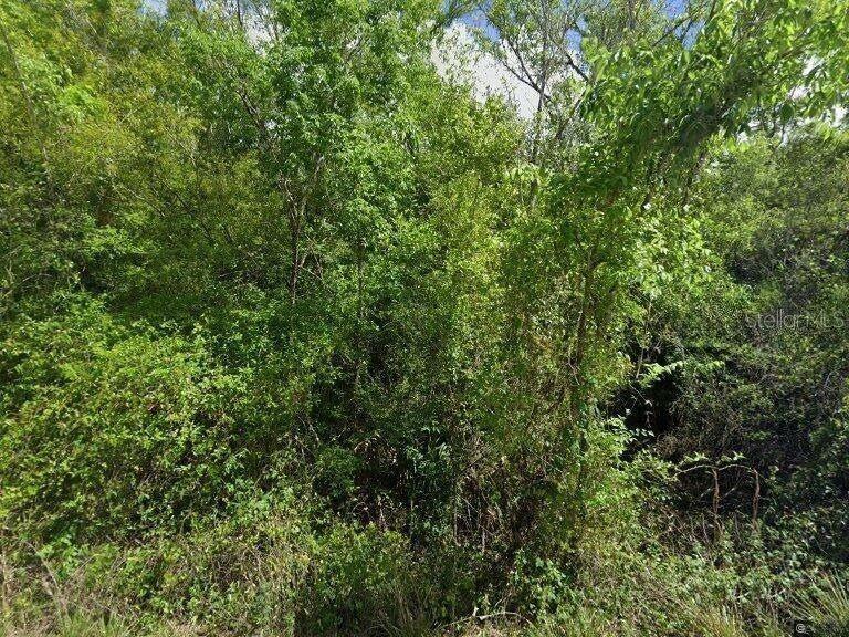 8115 Southwest Horse Creek Road Arcadia, FL 34266 - Photo 2 of 4 a view of a lush green forest