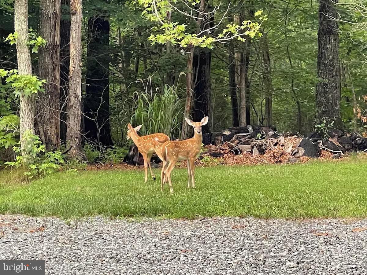 1069 Mitchell Point Road Mineral, VA 23117 - Photo 110 of 110 a view of a chairs and table in the garden